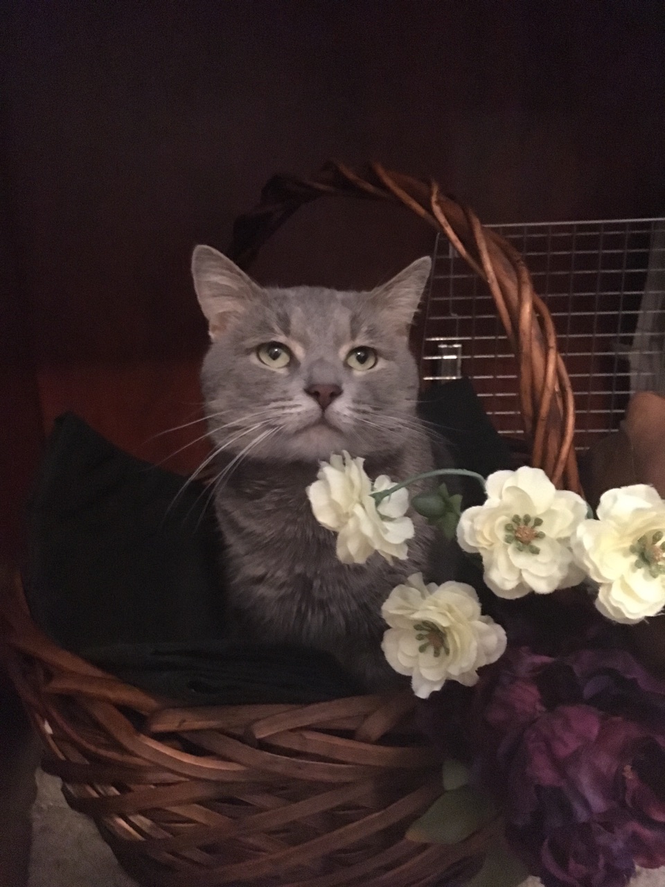 Gray kitten in basket with flowers.