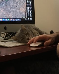 Gray kitten rolling on computer keyboard.