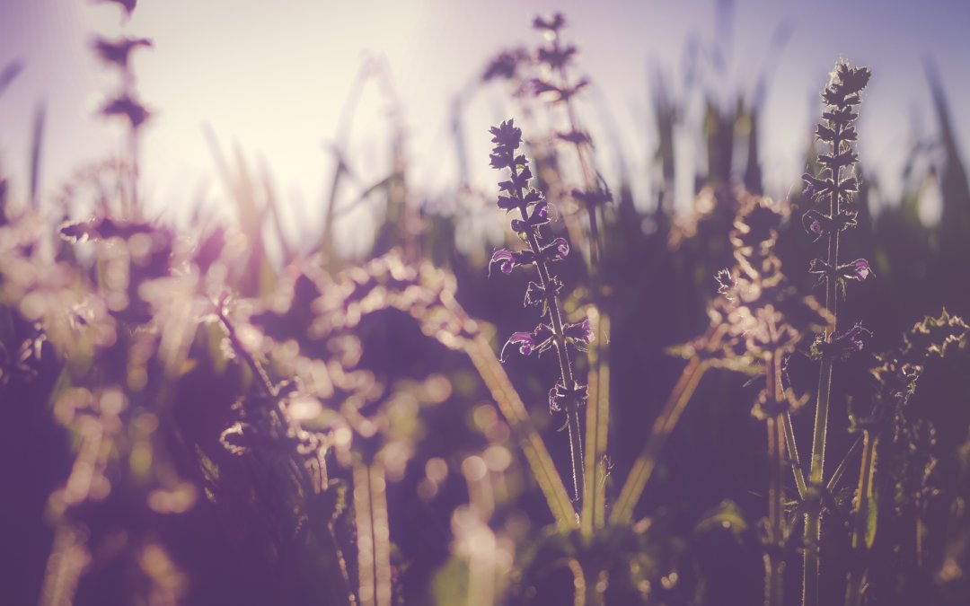 wildflowers with a purple overtone